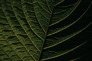Close-up of mature kratom leaf surface showing reddish veins ready for harvest