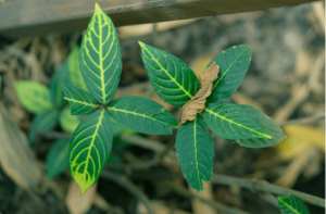 Kratom Calgary Online