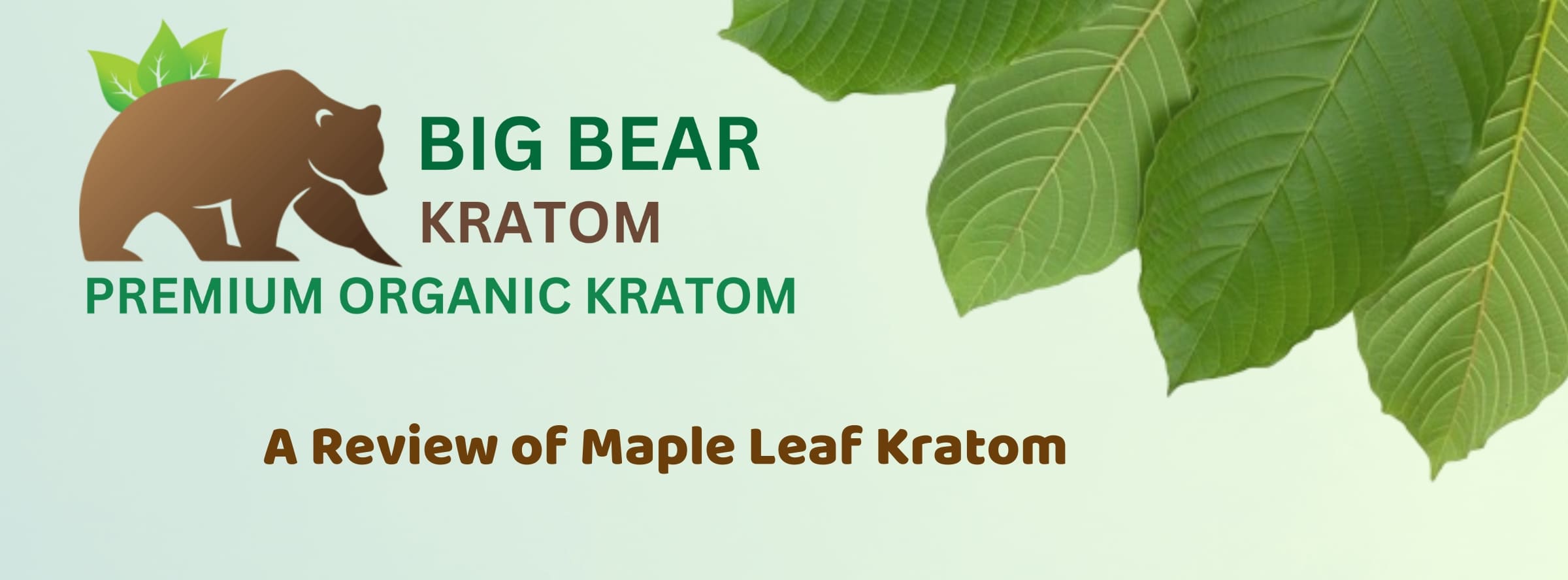 banner of a review of maple leaf kratom