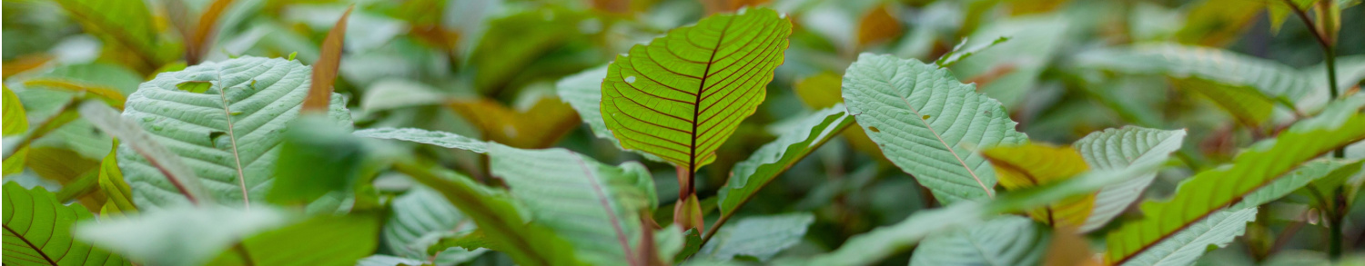 image of kratom genie